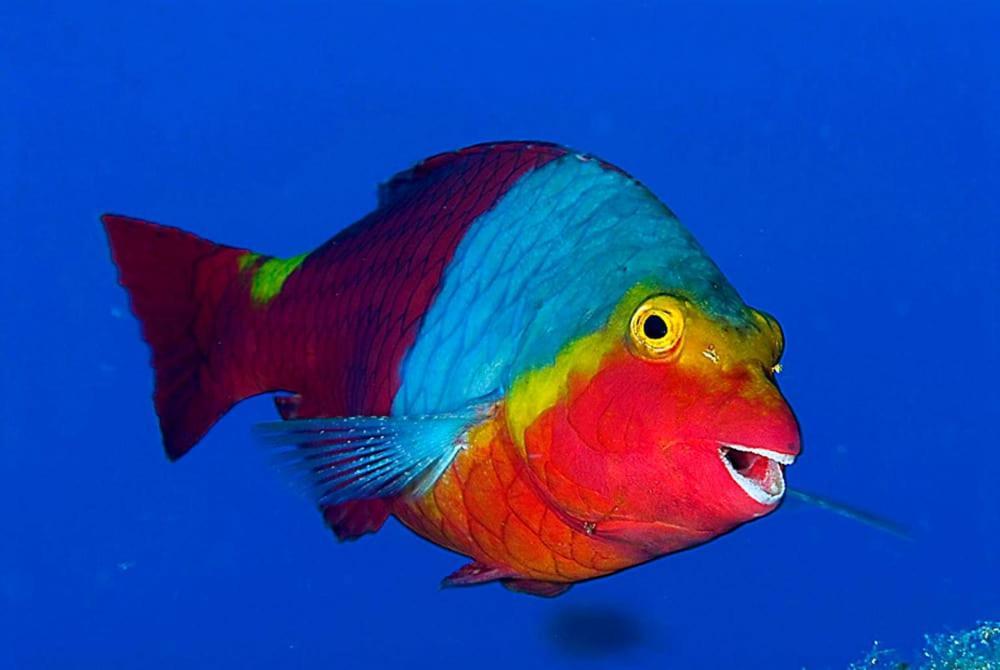 Acquario Dei Fralle Oristano Exterior foto